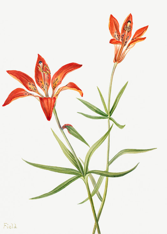 Botanical Plant Illustration - Lily (Lilium montanum) by Mary Vaux Walcott