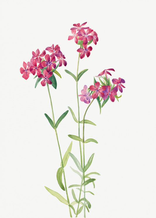 Botanical Plant Illustration - Hairy Phlox (Phlox amoena) by Mary Vaux Walcott