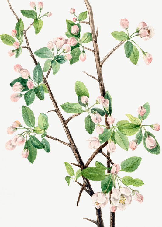 Botanical Plant Illustration - Wild Sweet Crab (Malus coronaria) by Mary Vaux Walcott