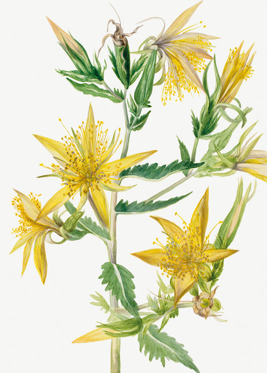 Botanical Plant Illustration - Blazing Star (Mentzelia laevicaulis) by Mary Vaux Walcott