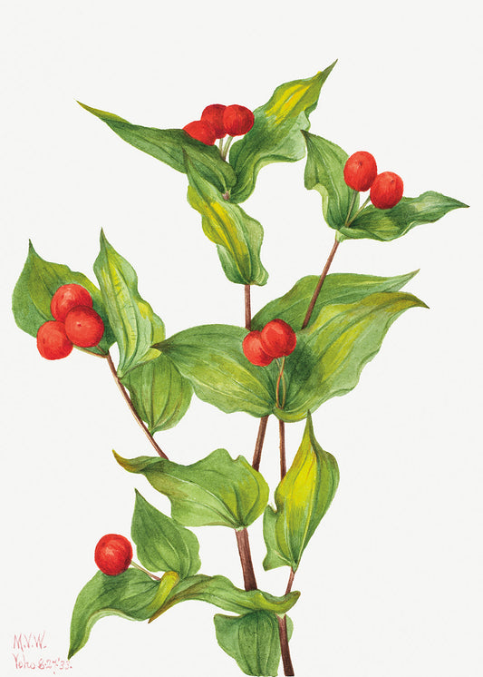 Botanical Plant Illustration - FairyÐbells (Disporum hookeri) by Mary Vaux Walcott