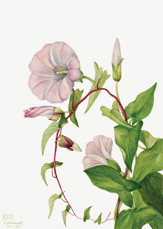 Botanical Plant Illustration - Hedge Bindweed (Calystegia Convolvulus sepium) by Mary Vaux Walcott