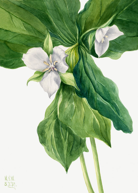 Botanical Plant Illustration - Wake-Robin (Trillium simile) by Mary Vaux Walcott