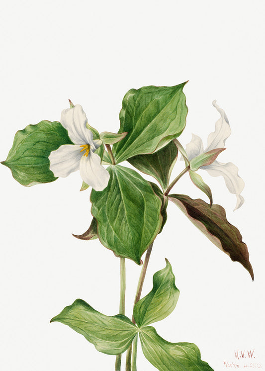 Botanical Plant Illustration - Large White Trillium (Trillium grandiflorum) by Mary Vaux Walcott