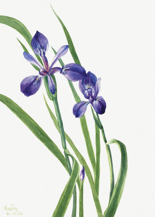 Botanical Plant Illustration - Iris (Iris species) by Mary Vaux Walcott