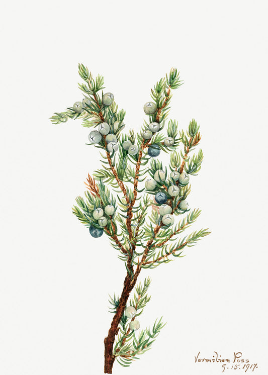 Botanical Plant Illustration - Mountain Juniper (Juniperus sibirica) by Mary Vaux Walcott