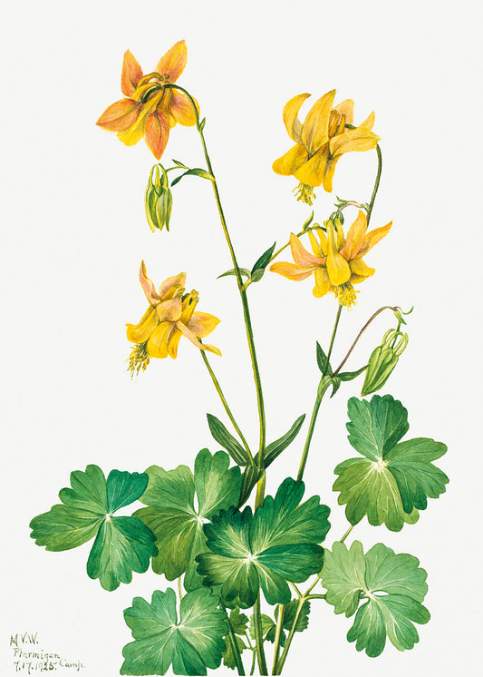 Botanical Plant Illustration - Lemon Columbine (Aquilegia flavescens) by Mary Vaux Walcott
