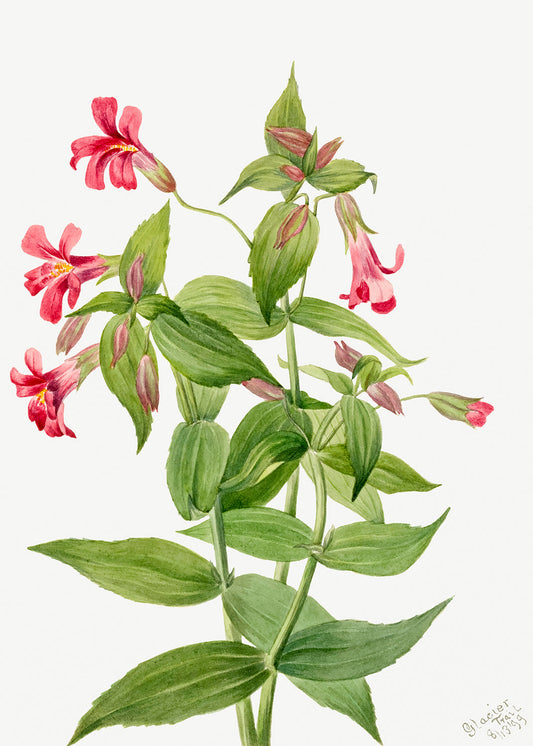 Botanical Plant Illustration - Lewis Monkey Flower (Mimulus lewisii) by Mary Vaux Walcott