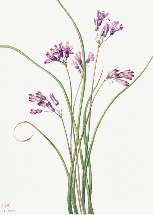 Botanical Plant Illustration - Wild Hyacinth (Brodiaea pulchella) by Mary Vaux Walcott
