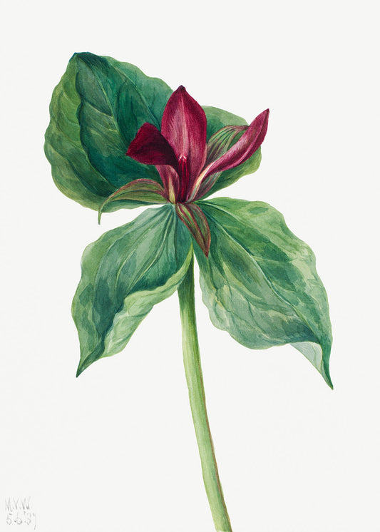 Botanical Plant Illustration - Whippoorwill Flower (Trillium H.) by Mary Vaux Walcott