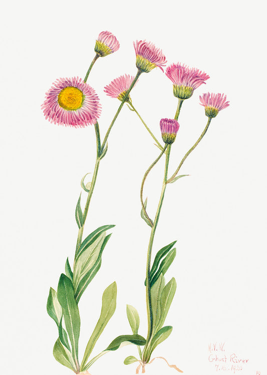 Botanical Plant Illustration - Meadow Fleabane (Erigeron speciosus) by Mary Vaux Walcott