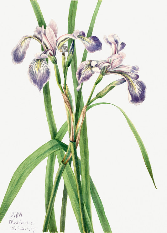 Botanical Plant Illustration - Blueflag Iris (Iris versicolor) by Mary Vaux Walcott