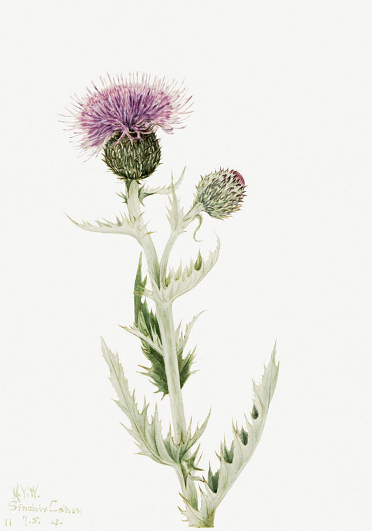 Botanical Plant Illustration - Prairie Thistle (Cirsium undulatum) by Mary Vaux Walcott