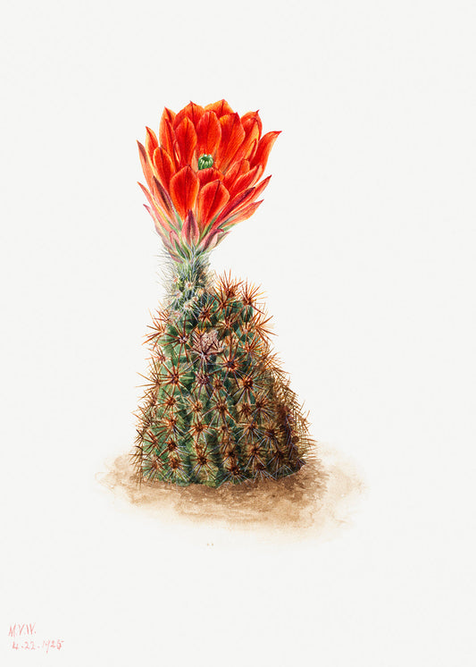 Botanical Plant Illustration - Cucumber Cactus by Mary Vaux Walcott