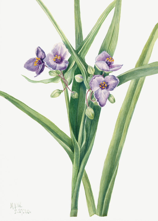 Botanical Plant Illustration - Virginia Spiderwort (Tradescantia virginiana) by Mary Vaux Walcott