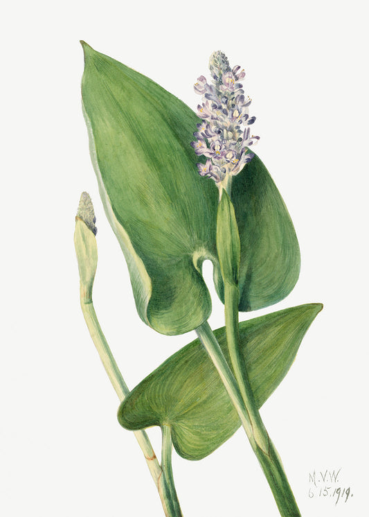 Botanical Plant Illustration - Pickerelweed (Pontederia cordata) by Mary Vaux Walcott