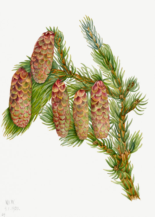 Botanical Plant Illustration - Douglas Fir (Pseudotsuga mucronata) by Mary Vaux Walcott