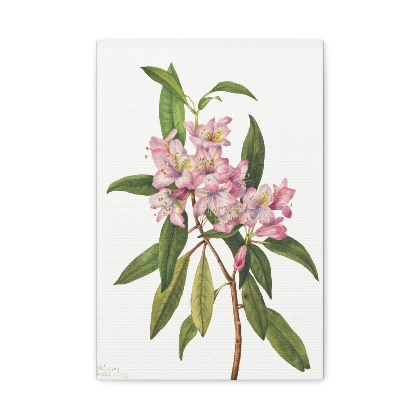 Botanical Plant Illustration - Rose Bay Rhododendron (Rhododendron carolinianum) by Mary Vaux Walcott Canvas Print