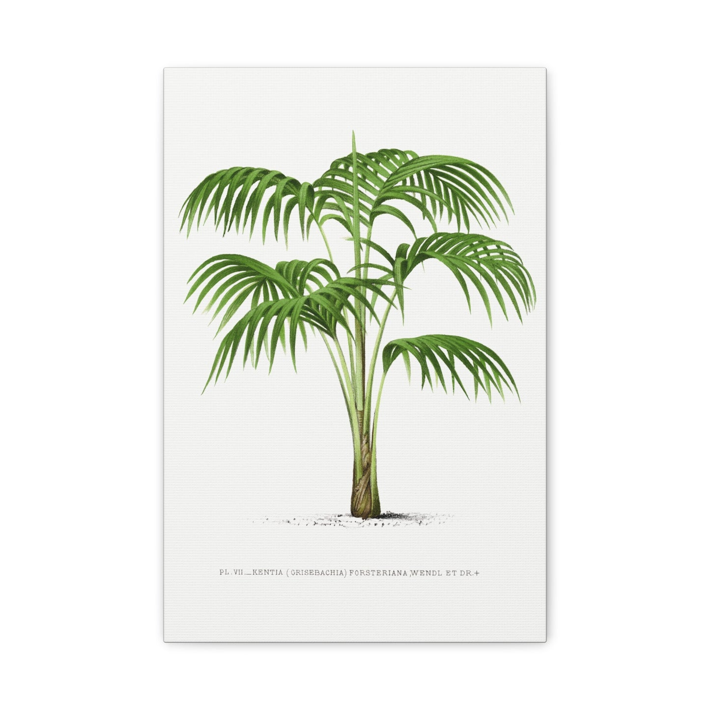 Vintage Palm Tree Illustration VI Canvas Print