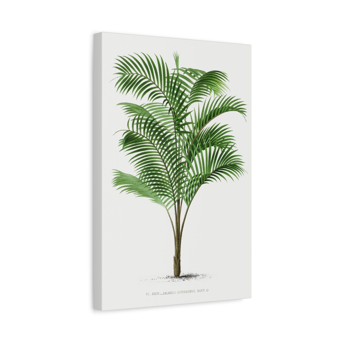 Vintage Palm Tree Illustration IV Canvas Print