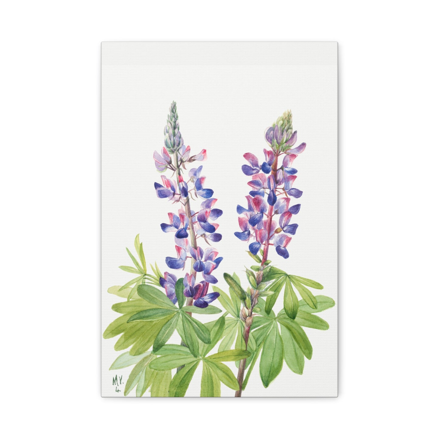 Botanical Plant Illustration - Lupine (Lupinus fornosus) by Mary Vaux Walcott Canvas Print