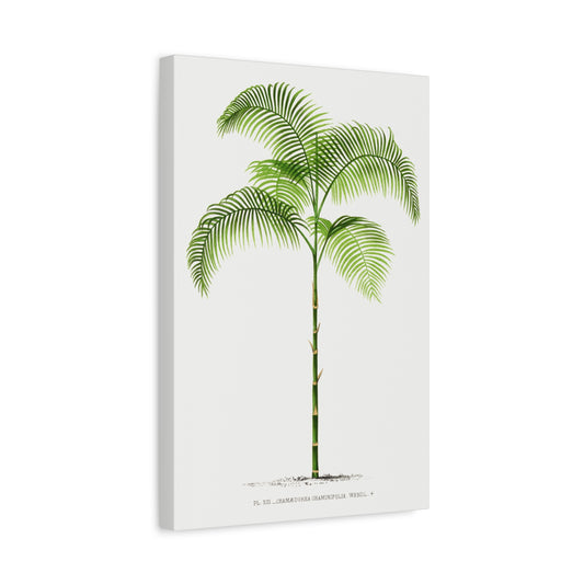 Vintage Palm Tree Illustration I Canvas Print