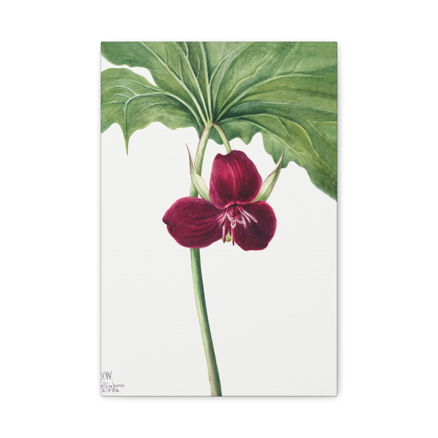 Botanical Plant Illustration - Sweet Trillium (Trillium vasyi) by Mary Vaux Walcott Canvas Print