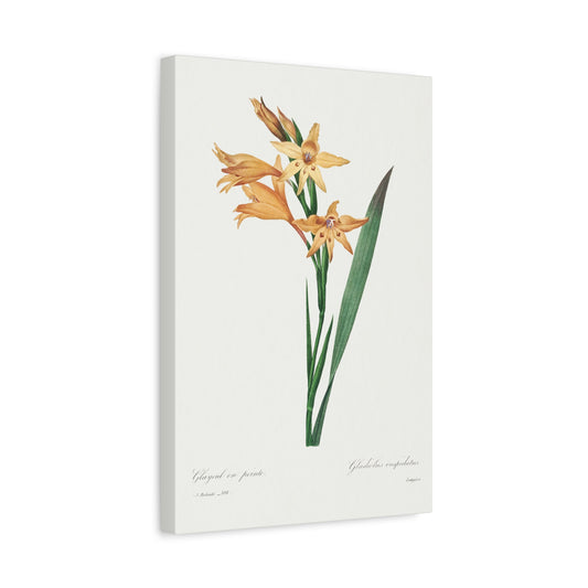 Botanical Plant Print - Gladiolus by Pierre Joseph Redoute Canvas Print