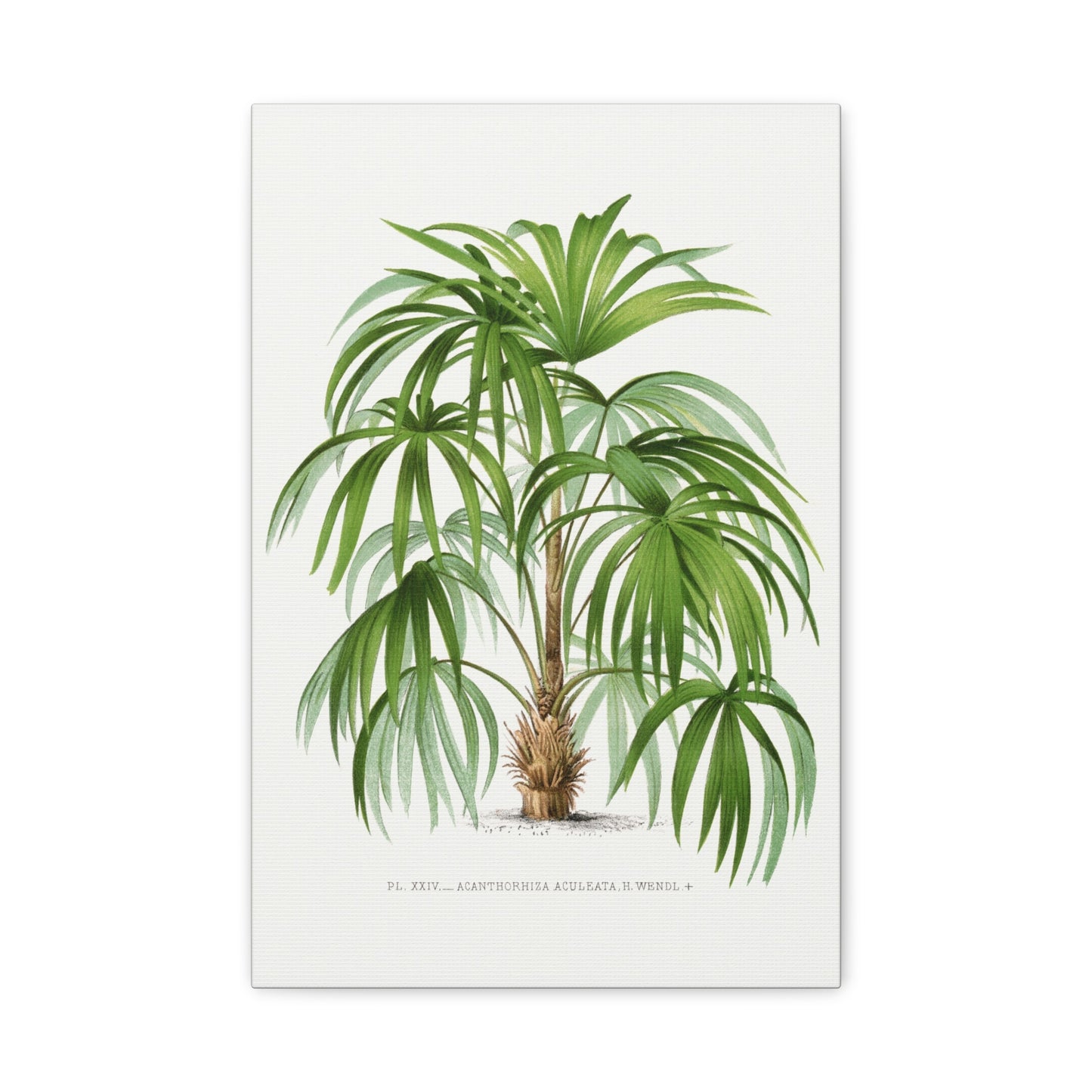 Vintage Palm Tree Illustration III Canvas Print
