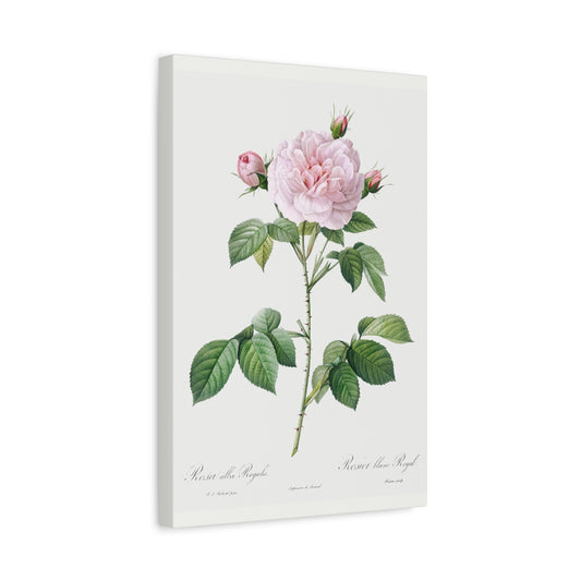 Botanical Plant Print - Royal White Rose, Rosa alba regalis by Pierre Joseph Redoute Canvas Print