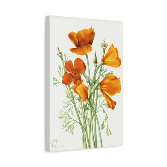 Botanical Plant Illustration - California Poppy (Eschscholtzia californica) by Mary Vaux Walcott Canvas Print