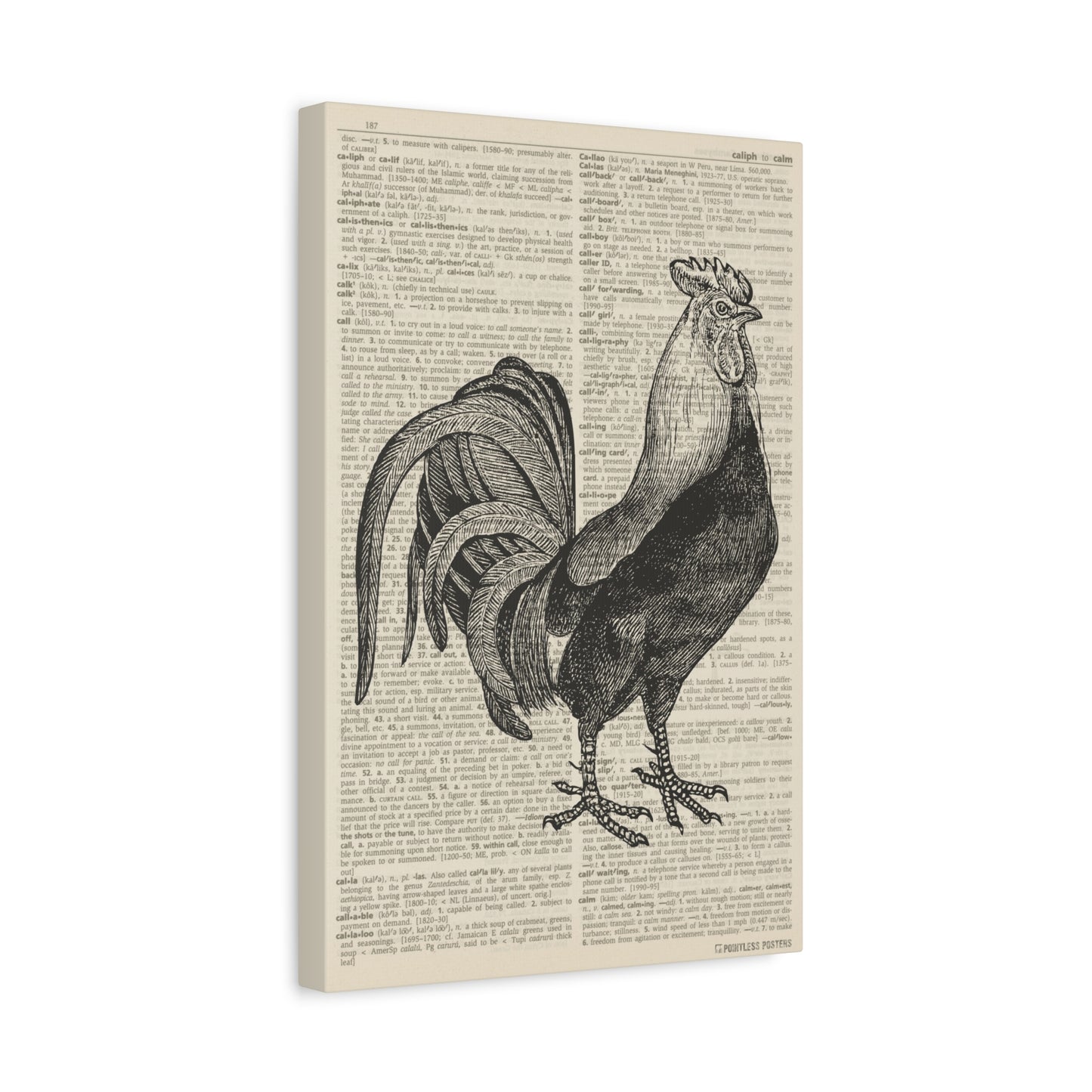 Chicken Illustration (dictionary background) Canvas Print