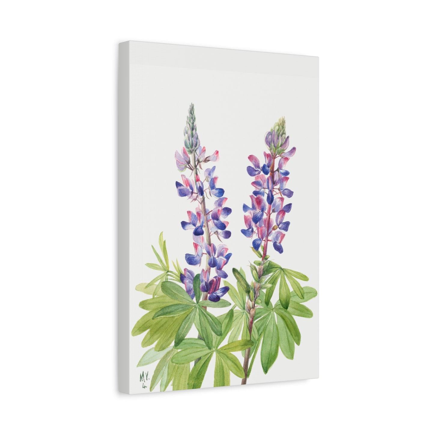Botanical Plant Illustration - Lupine (Lupinus fornosus) by Mary Vaux Walcott Canvas Print