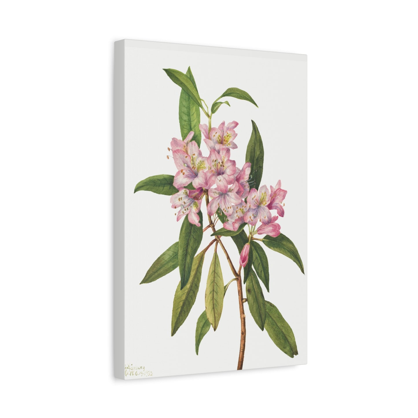 Botanical Plant Illustration - Rose Bay Rhododendron (Rhododendron carolinianum) by Mary Vaux Walcott Canvas Print