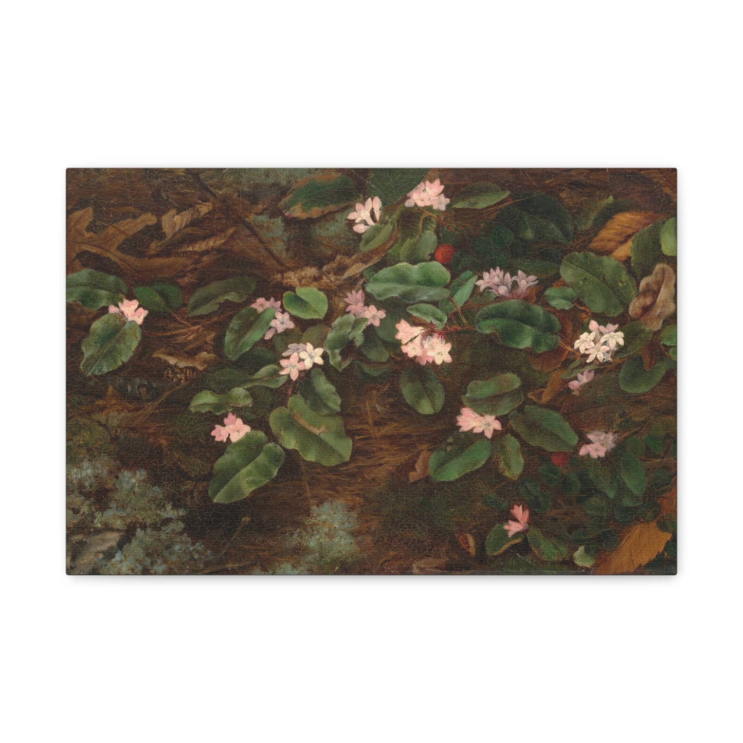 Trailing Arbutus by Fidelia Bridges Canvas Print