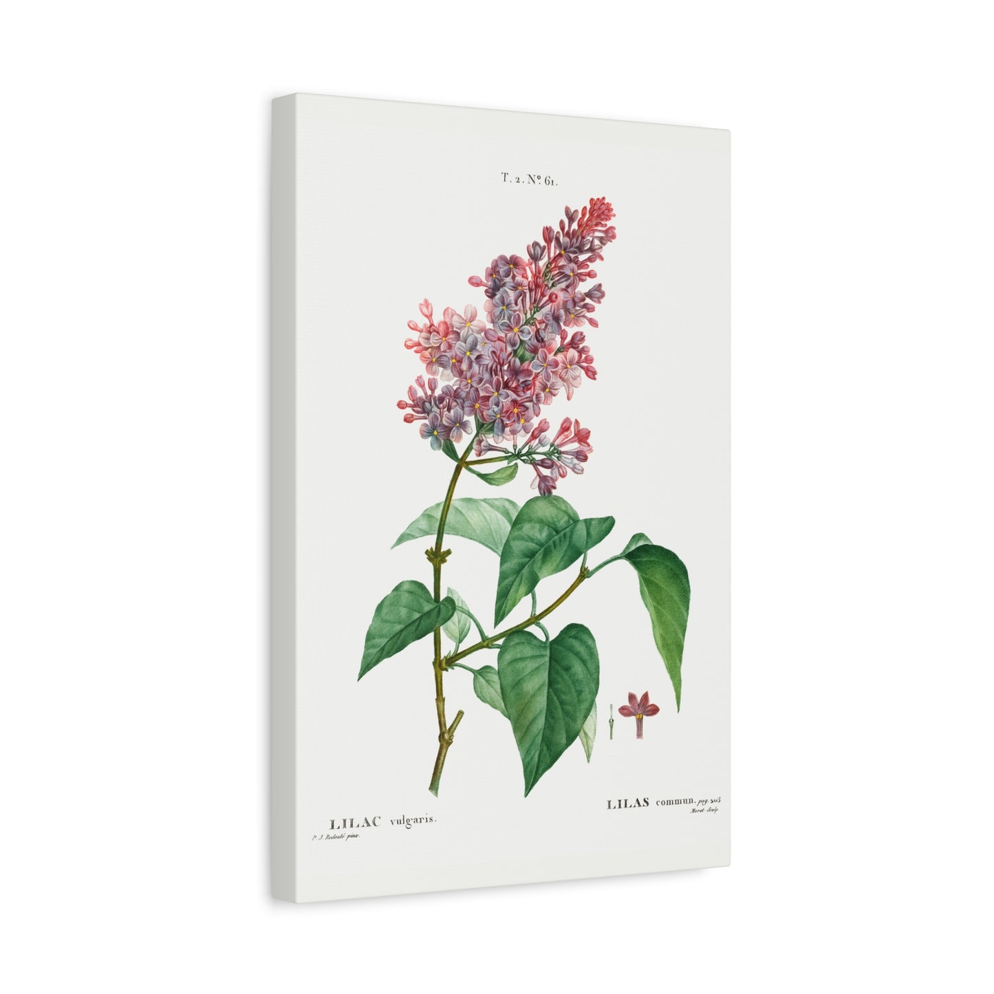 Botanical Plant Print - Common lilac (Lilac vulgaris) by Pierre Joseph Redoute Canvas Print