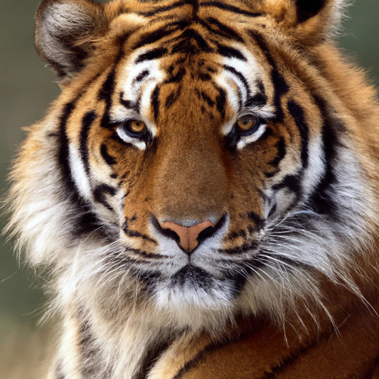 Portrait of A Tiger Art Print