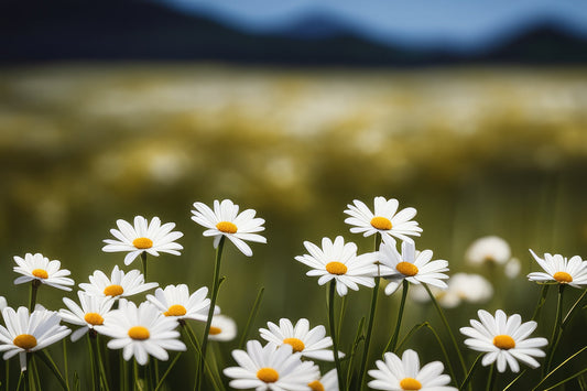 Field of Daisies Photograph Art Print