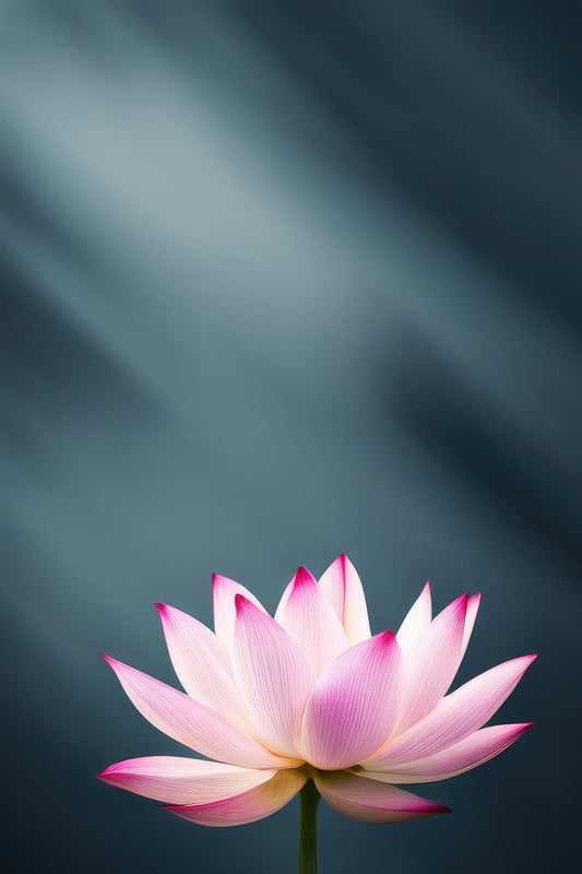 Pink Lotus Flower with Dark Background Photo I Art Print