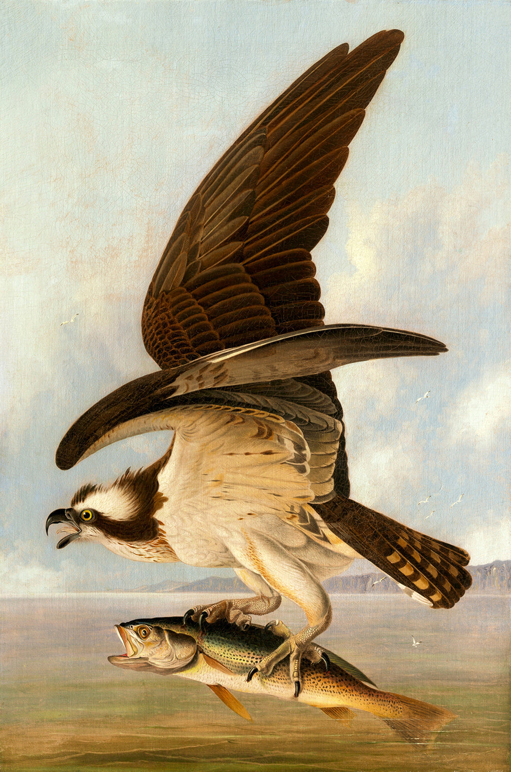 Osprey and Weakfish by John James Audubon Art Print