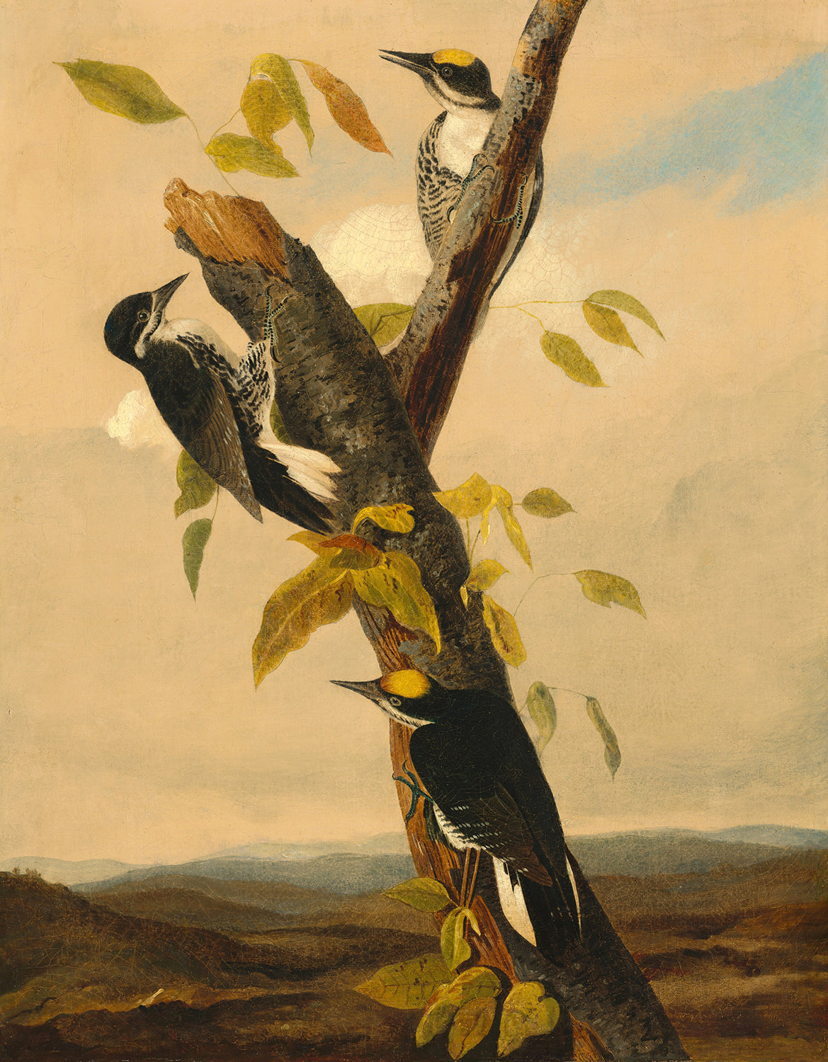 Black-Backed Three-Toed Woodpecker by Joseph Bartholomew Kidd Art Print