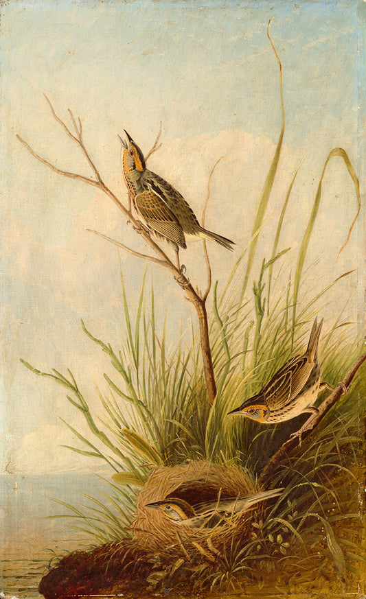 Sharp-Tailed Finch by Joseph Bartholomew Kidd Art Print