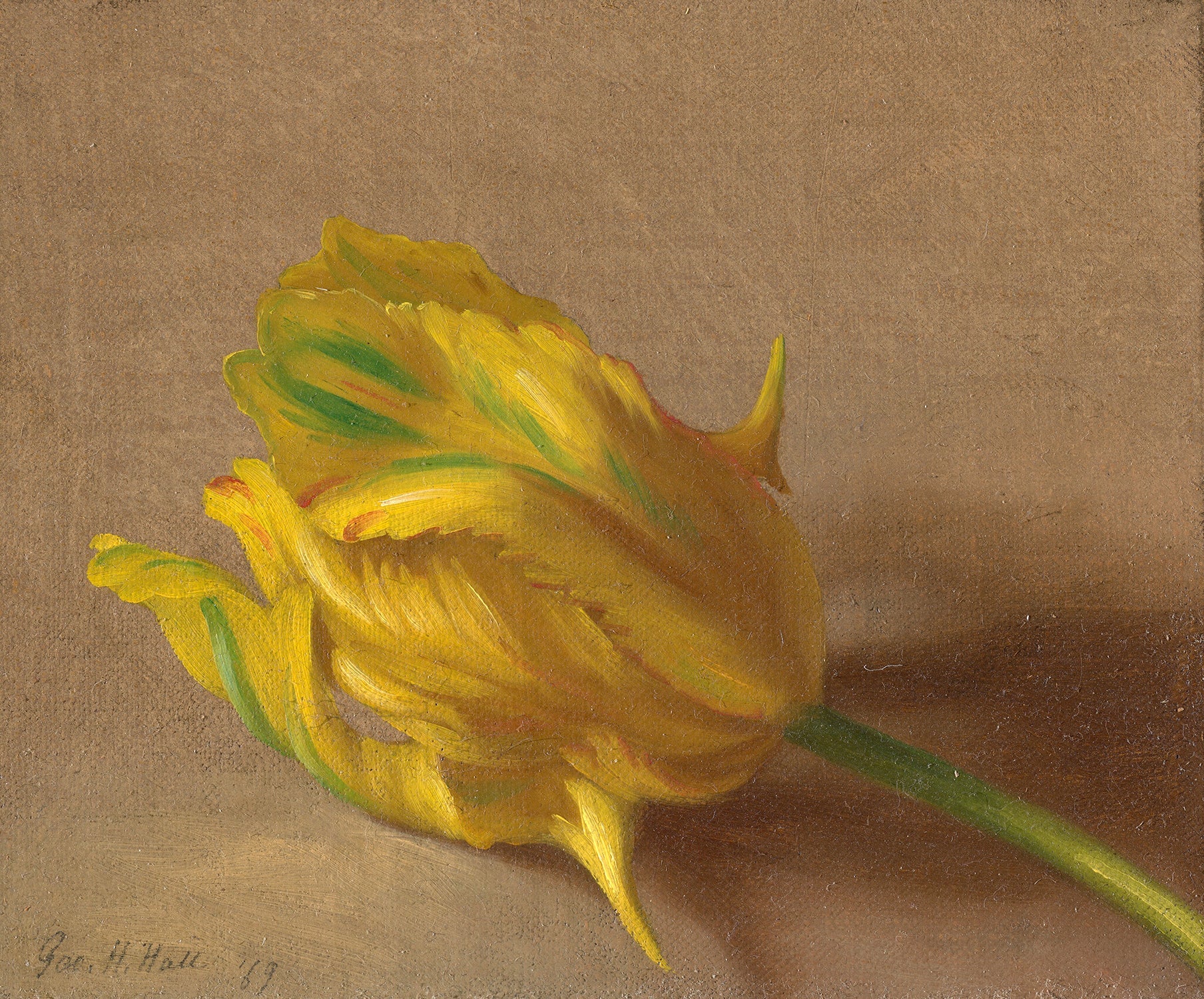 Tulip by George Henry Hall Art Print