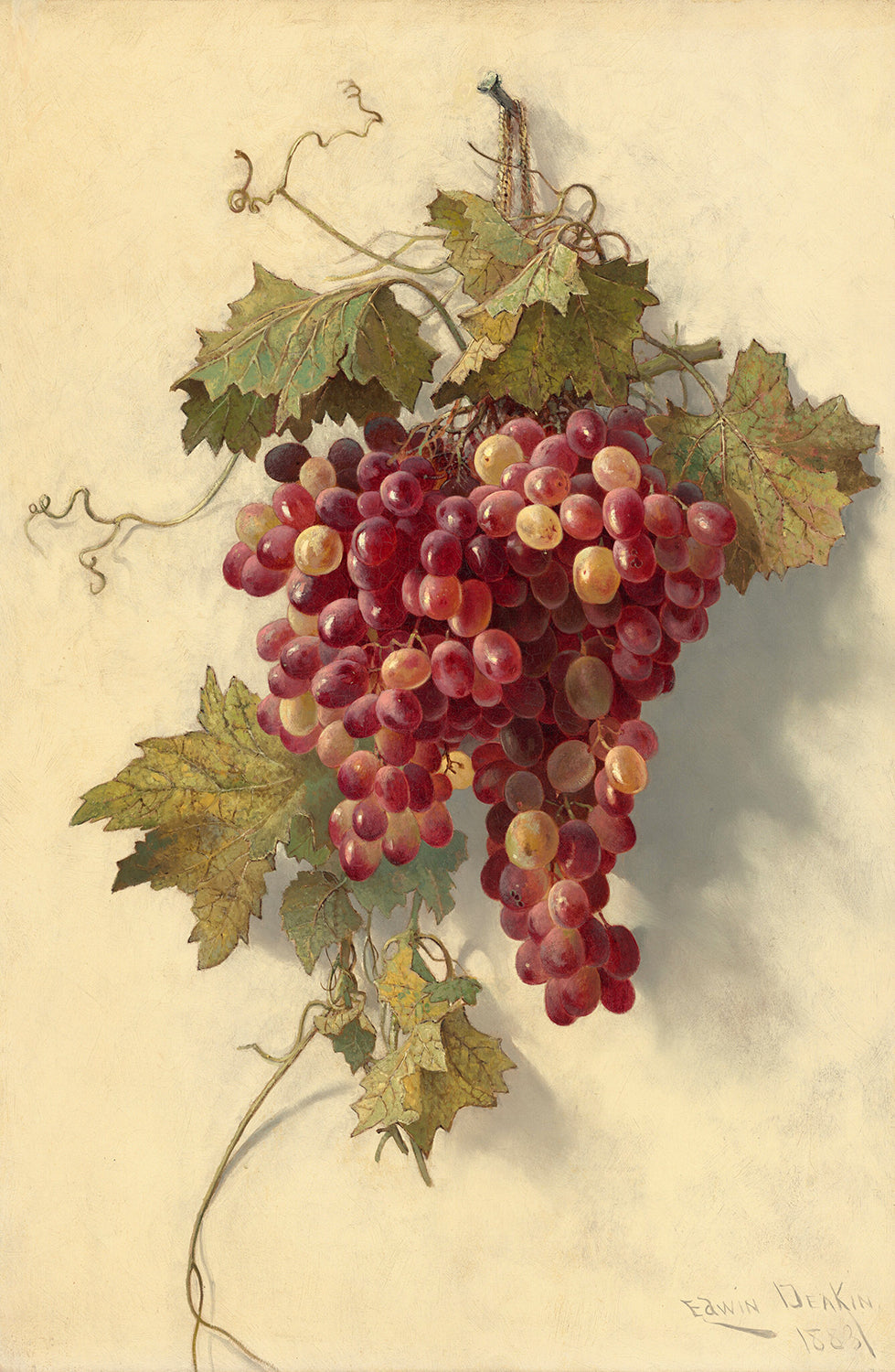 Grapes Against White Wall by Edwin Deakin Art Print