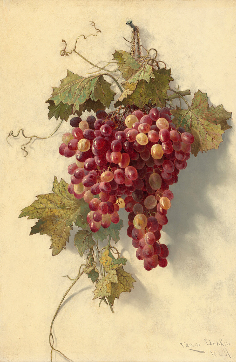 Grapes Against White Wall by Edwin Deakin Art Print