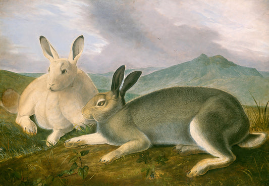 Arctic Hare by John James Audubon Art Print