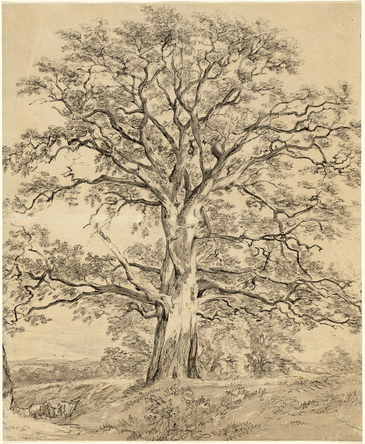 A Great Oak Tree by John Constable Art Print