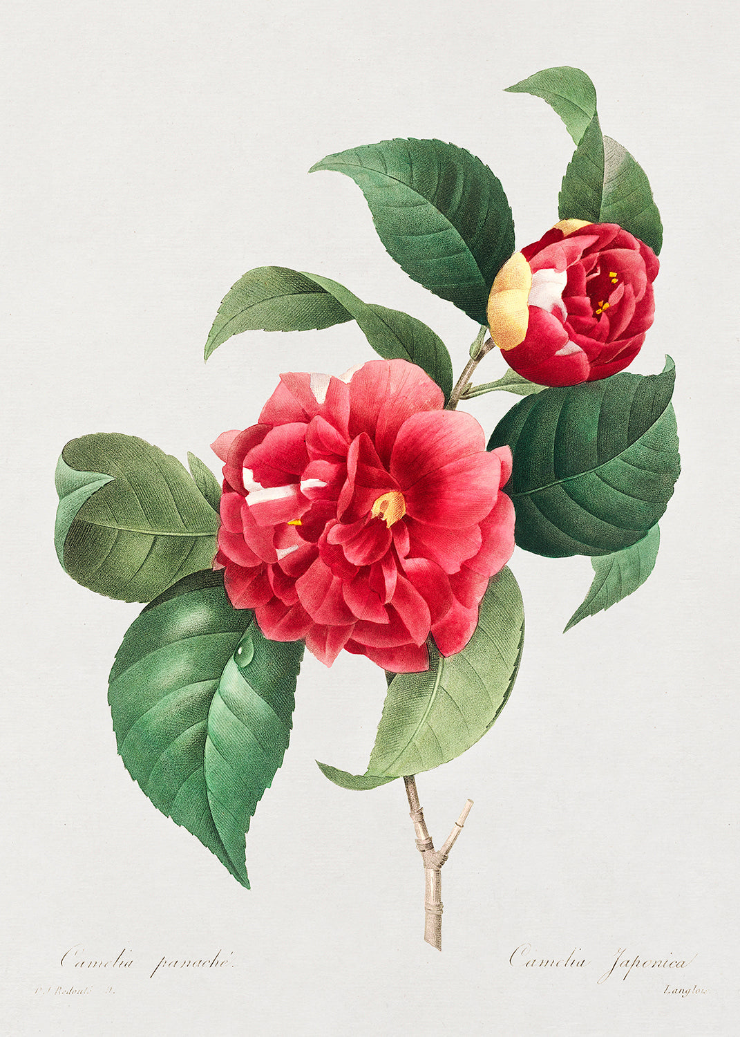Botanical Plant Print - Choix des plus belles fleurs :et des plus beaux fruits by Pierre Joseph Redoute