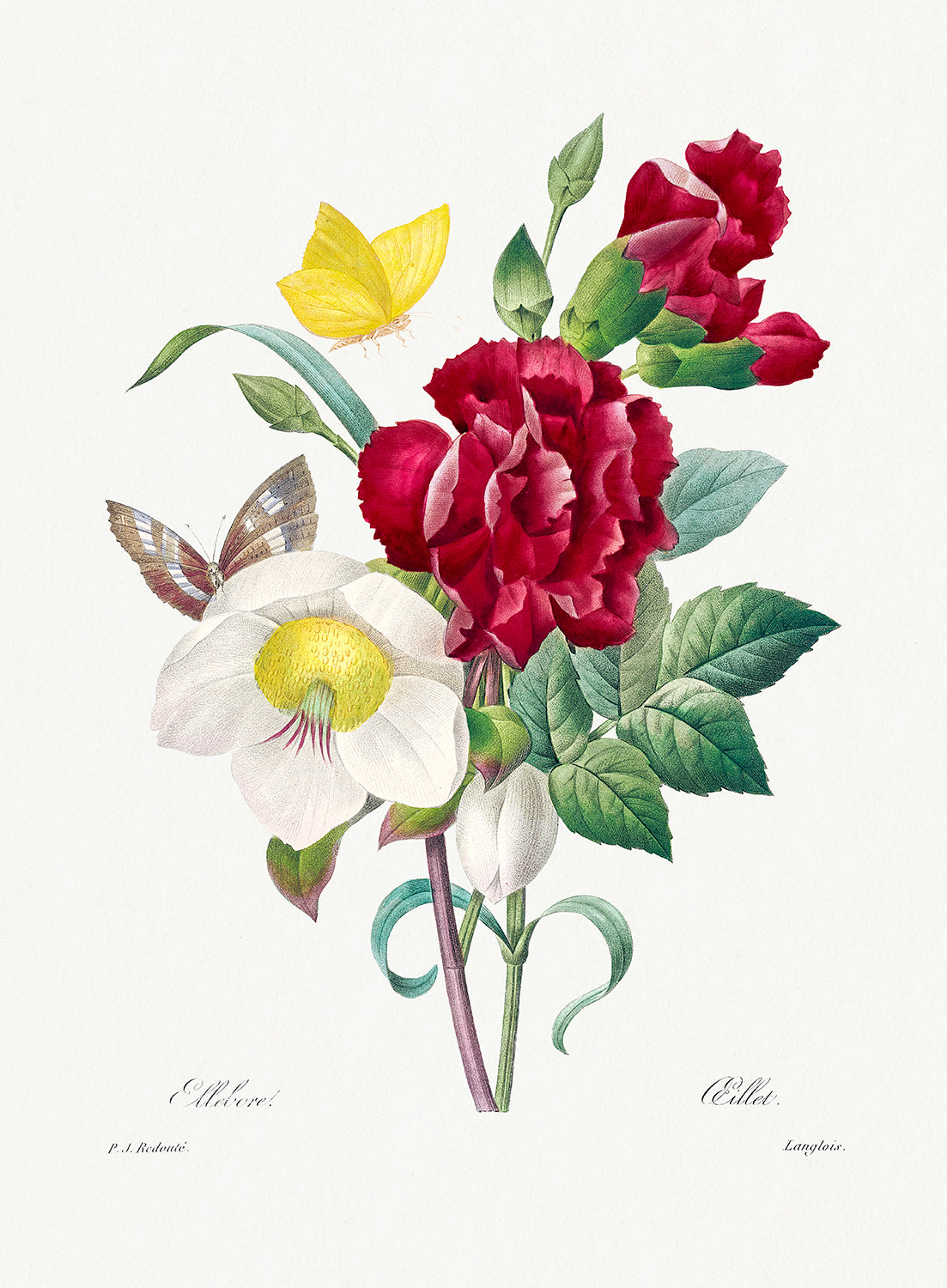 Botanical Plant Print - Hellebore and Oeillet by Pierre Joseph Redoute