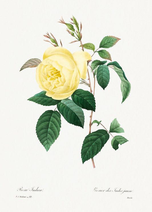 Botanical Plant Print - Yellow Rose by Pierre Joseph Redoute